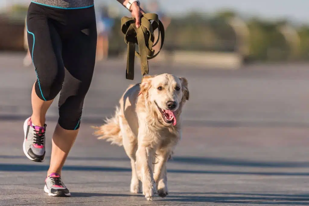 A Pet Owner's Guide To The Best Dog Running Leash For Exercise